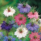 NIGELLA Love in a Mist 65+ Seeds PERSIAN JEWELS MIXED