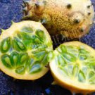 CABBAGE Golden Acres 100+ SeedsSLOW BOLT AUD seller