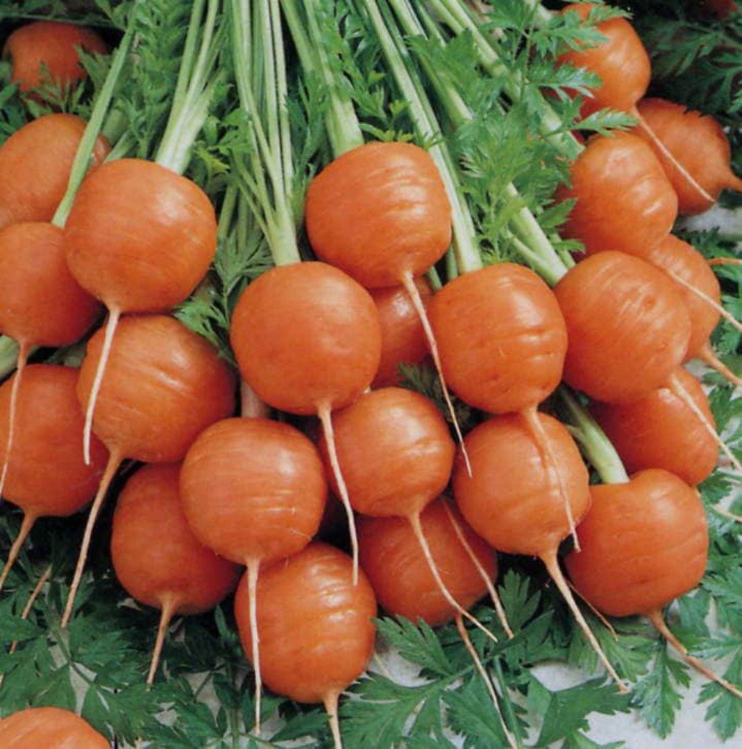CARROT Paris Market ROUND 200+ Seeds  NON-GMO AUD seller