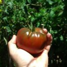 Tomato BURNLEY BOUNTY 15 Seeds  NON-GMO AUD seller