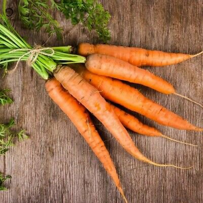 CARROT 250 Seeds All Year Around AUD seller