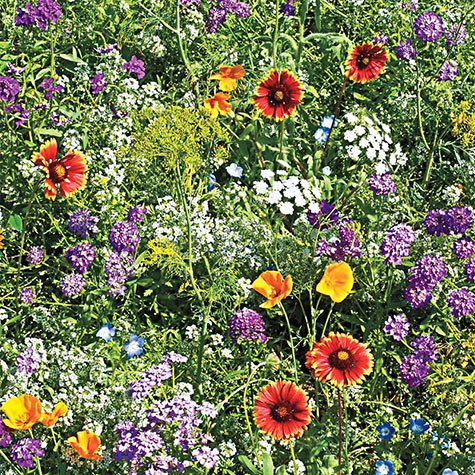 BENEFICIAL BUG MIX 100+ Seeds  flower herb garden AUD seller