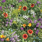 BENEFICIAL BUG MIX 100+ Seeds  flower herb garden AUD seller