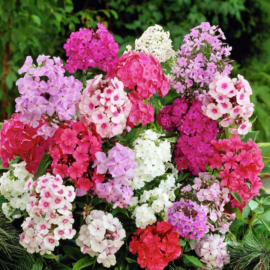 PHLOX Beauty Mixed 120+ Seeds FLOWER GARDEN AUD seller