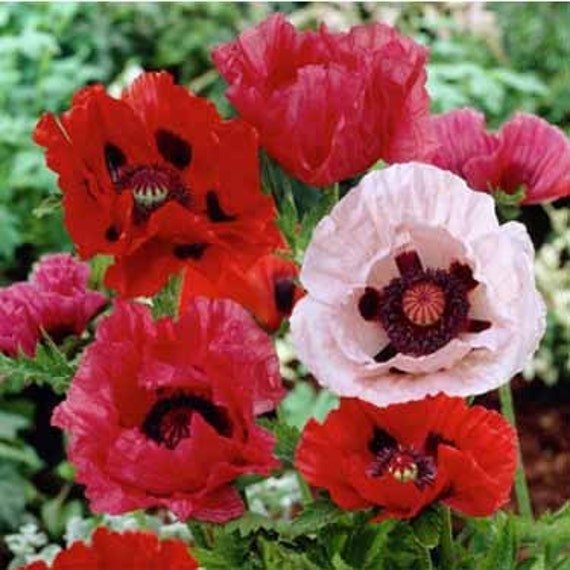 POPPY Orientale Mix 100+ Seeds FLOWER GARDEN AUD seller