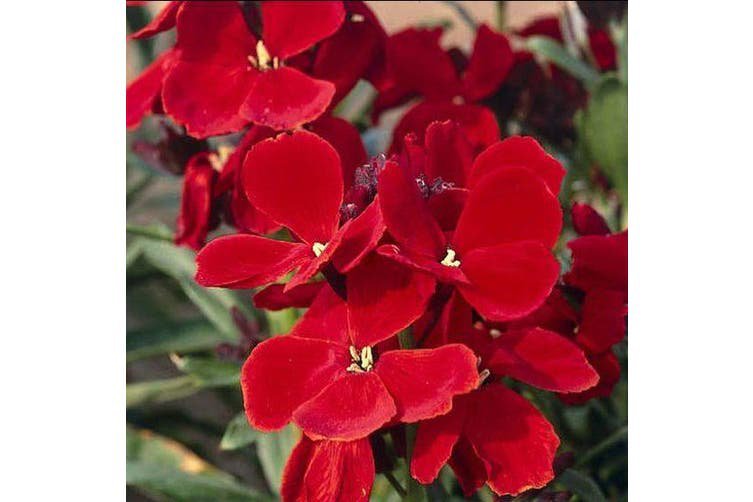 RED WALLFLOWER Ruby Gem 65 Seeds AUD seller