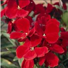 RED WALLFLOWER Ruby Gem 65 Seeds AUD seller