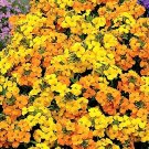 WALLFLOWER Fire King ORANGE RED 50 Seeds AUD