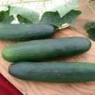 CUCUMBER Bolong F1 10 Seeds AUD seller