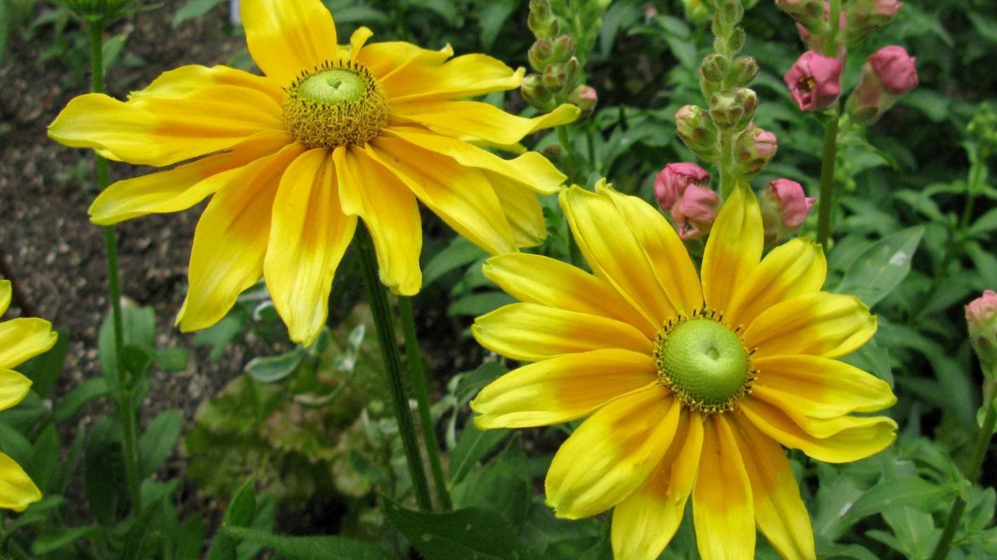 RUDBECKIA AUTUMN COLOURS 10 Seeds AUD seller