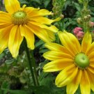 RUDBECKIA AUTUMN COLOURS 10 Seeds AUD seller
