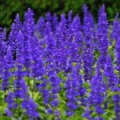 SALVIA BLUE BEDDER 50+ Seeds AUD seller