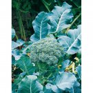 BROCCOLI Calabrese EARLY 50 Seeds  AUD seller