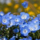 BABY BLUE EYE 50 Seeds ground cover EASY AUD seller