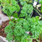 PARSLEY Midori 100+ Seeds herb garden autumn AUD seller