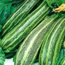 Zucchini 'COCOZELLE' 10+ Seeds Vegetable Squash AUD seller