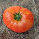 TOMATO Scoresby Dwarf KY1 15+ Seeds AUD seller