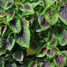 AMARANTH Greens BI-COLOUR 125 Seeds AUD seller