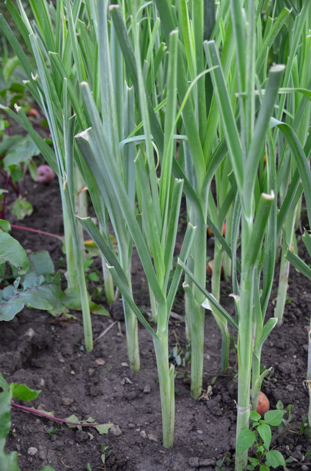 LEEK 'Bulgarian Giant' 100+ Seeds  AUD seller