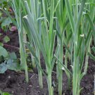 LEEK 'Bulgarian Giant' 100+ Seeds  AUD seller