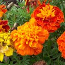 MARIGOLD Sparky Mixed 50+ Seeds flower garden AUD seller
