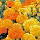 MARIGOLD African CRACKERJACK 50 Seeds  AUD seller