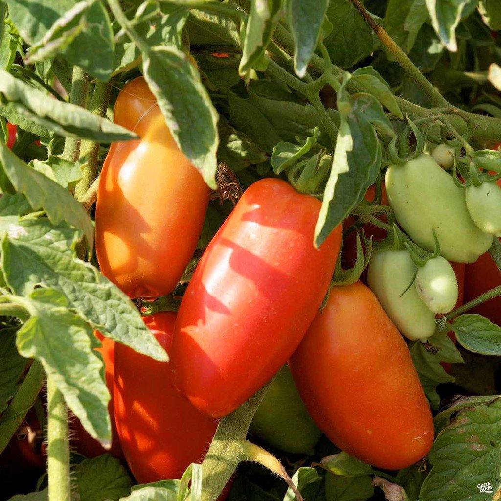 Tomato 'SAN MARZANO' 15+ Seeds ROMA AUD seller