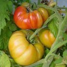 TOMATO Pineapple 15+ Seeds summer AUD seller