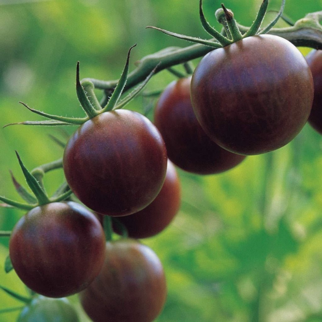 TOMATO 'Black Cherry' 15 Seeds summer AUD seller