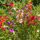IMPATIENS BALSAM Tom Thumb Mix 25+ Seeds flower AUD seller