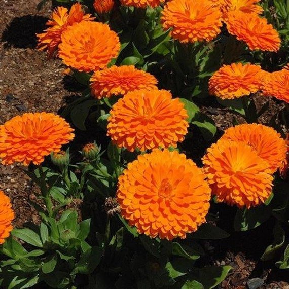 CALENDULA BALLS ORANGE 50+ easy AUD seller
