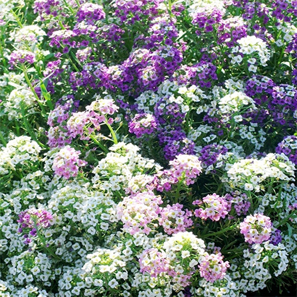 ALYSSUM Magic Circles Mix 200+ Seeds flower AUD seller