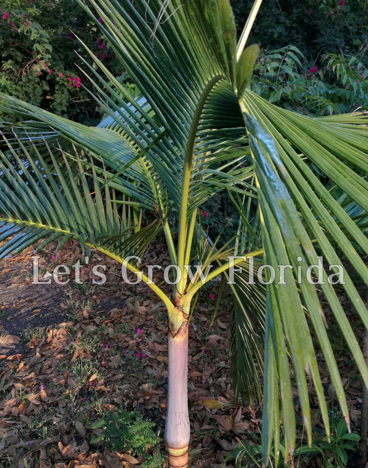 Archontophoenix purpurea ‘Mt. Lewis' Palm Tree