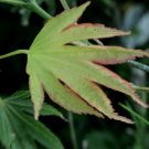 Acer shirasawanum 'Green Flag'