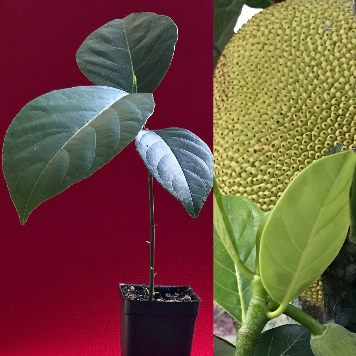 Jackfruit Artocarpus Heterophyllus Jack Fruit Seedling Plant Tree 712"