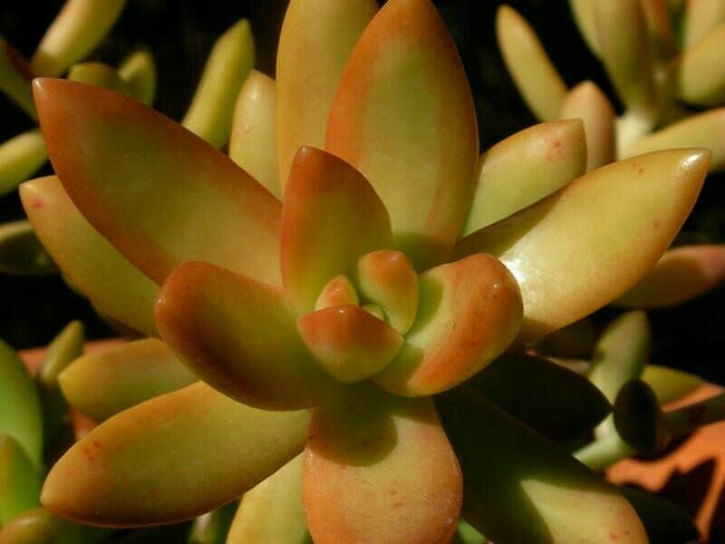 Succulent ~sedum Nussbaumerianum Coppertone Stonecrop 1 4” Live Rooted Plant 