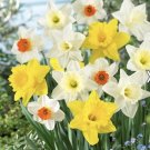 Narcissus Trumpet and Cups mix￼ Daffodil (5) Bulbs -Plant Fall for spring￼ Bloom