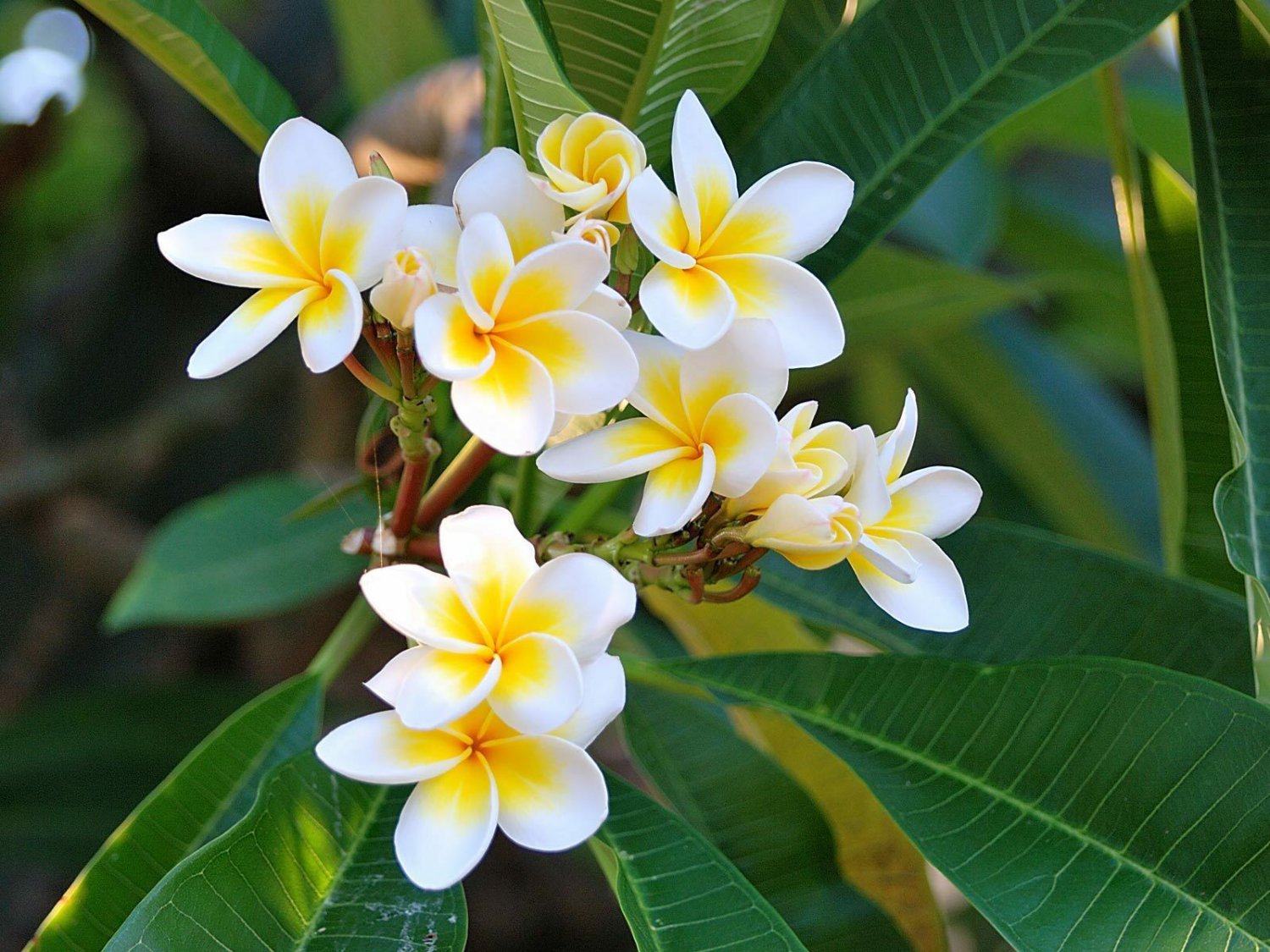 Plumeria Cutting (Celadine) 10"~12" with Multi tip +3 free seeds