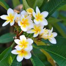 Plumeria Cutting (Celadine) 10"~12" with Multi tip +3 free seeds