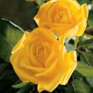 Gold Glow Rose Live Plants (Yellow Flower)
