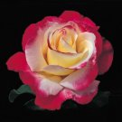 Double Delight Hybrid Tea Rose Live Plants