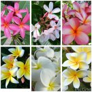 (6) Cutting Plumeria Collection 12"-18" with 1 tip + 8 free seeds
