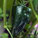 Pepper Ancho Capsicum Annuum San Luis Mildly Hot From Dark Green To Red 20 Seeds