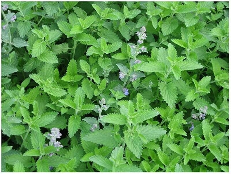 Nepeta Catnip Multi Purpose Lemon Mint Flavor And Fragrance 600 ...