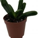 Crassula Οvuta Hobbit Jade Plant 2" Pot Easy to Grow Indoor Houseplant