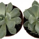 Echeveria Desert Mystery Rose Very Easy Succulent Home Live Plant 2 Pack 2" Pots