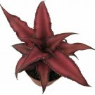 Cryptanthus Mystic Fire Red Earth Star Easy To Grow House Live Plant 2.5" Pot