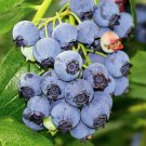 Blueberry Plant Outdoor Blueray 20 Pounds Yard of Berries per Bush 2.5" Pot Live