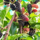 Nigra Morus Dwarf Everbearing Mulberry Live Plant Super Sweet Fruit 4" Pot