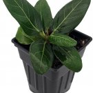 Ficus Banyon Audrey Benghalensis Fig Tree Easy To Grow House Live Plant 2.5" Pot